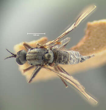 Image of Rhamphomyia sordida Loew 1861