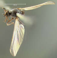 Image of Rhamphomyia nigricans Loew 1864