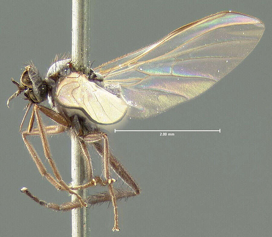 Image of Rhamphomyia nigricans Loew 1864