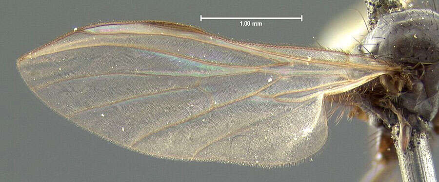 Image of Rhamphomyia nigricans Loew 1864