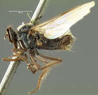 Image of Rhamphomyia hirtipes Loew 1864