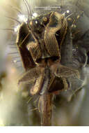 Image of Rhamphomyia hirtipes Loew 1864