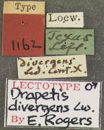 Image of Drapetis divergens Loew 1872