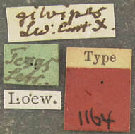 Image of Drapetis gilvipes Loew 1872