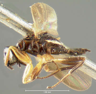 Image of Tachydromia maculipennis Walker 1849