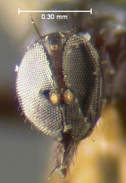 Image of Tachydromia maculipennis Walker 1849