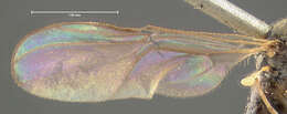Image of Platypalpus pachycnemus Loew 1864