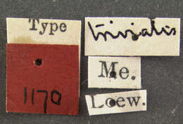 Image of Platypalpus trivialis Loew 1864