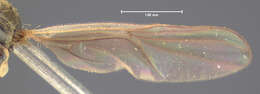 Image of Platypalpus discifer Loew 1863