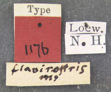 Image of Platypalpus flavirostris Loew 1864
