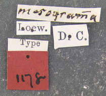 Image of Platypalpus mesogrammus Loew 1863