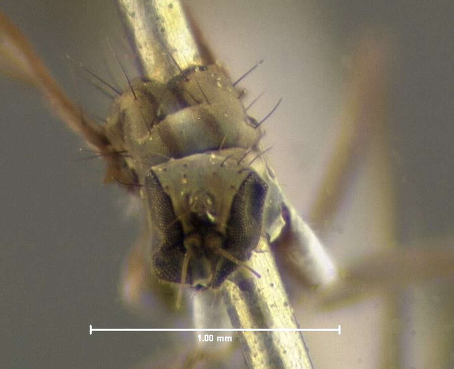 Image of Clinocera conjuncta Loew 1860