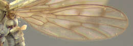 Image of Clinocera conjuncta Loew 1860