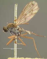 Image of Clinocera maculata Loew 1860