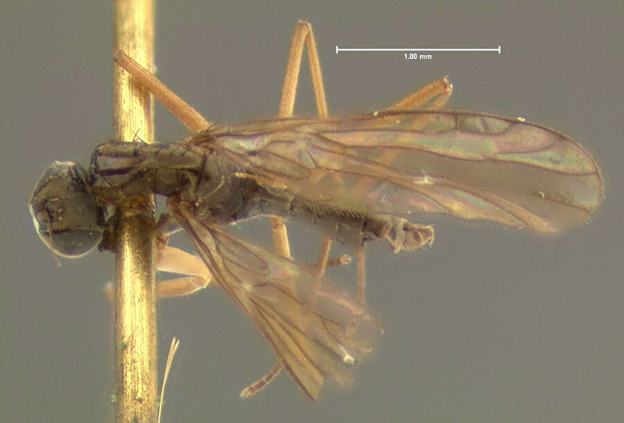 Image of Clinocera lineata Loew 1862