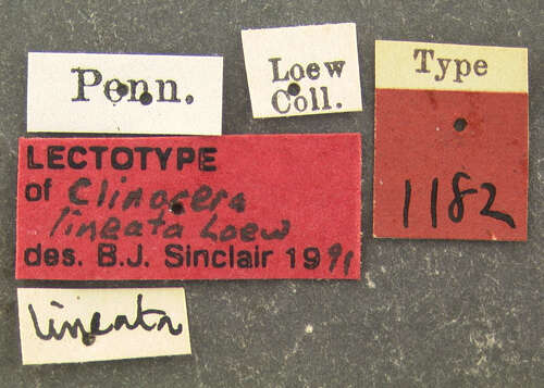 Image of Clinocera lineata Loew 1862