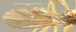 Image of Clinocera lineata Loew 1862