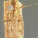 Image of Mycetophila sigmoides Loew 1870