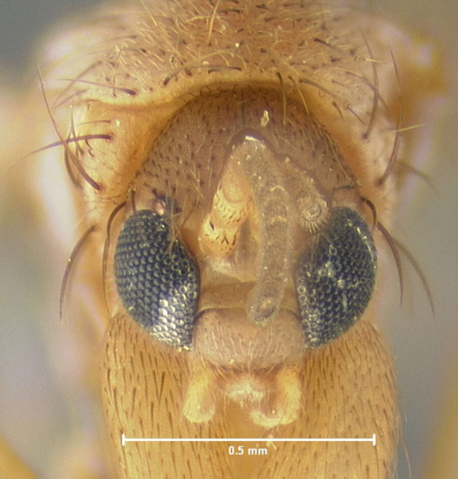 Image of Mycetophila ichneumonea Say 1823