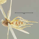 Image of Mycetophila exstincta Loew 1870