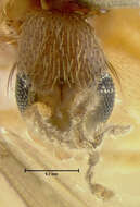 Image of Zygomyia ignobilis Loew 1870