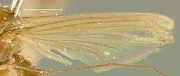 Image of Rymosia filipes Loew 1870