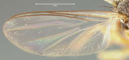 Image of Docosia dichroa Loew 1870