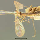 Image of Macrocera hirsuta Loew 1870