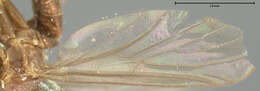 Image of Symmerus lautus (Loew 1870)