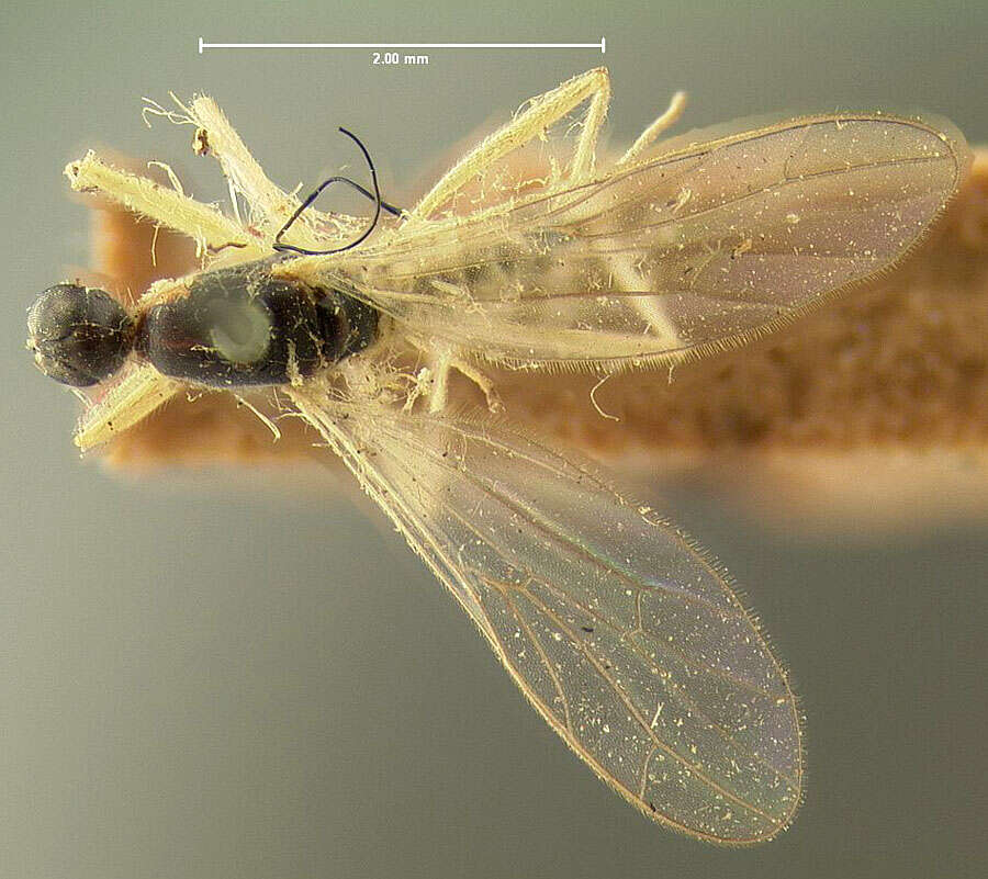 Image of Neoplasta scapularis (Loew 1862)