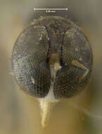 Image of Neoplasta scapularis (Loew 1862)