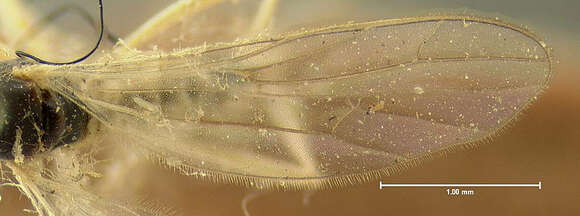 Image of Neoplasta scapularis (Loew 1862)