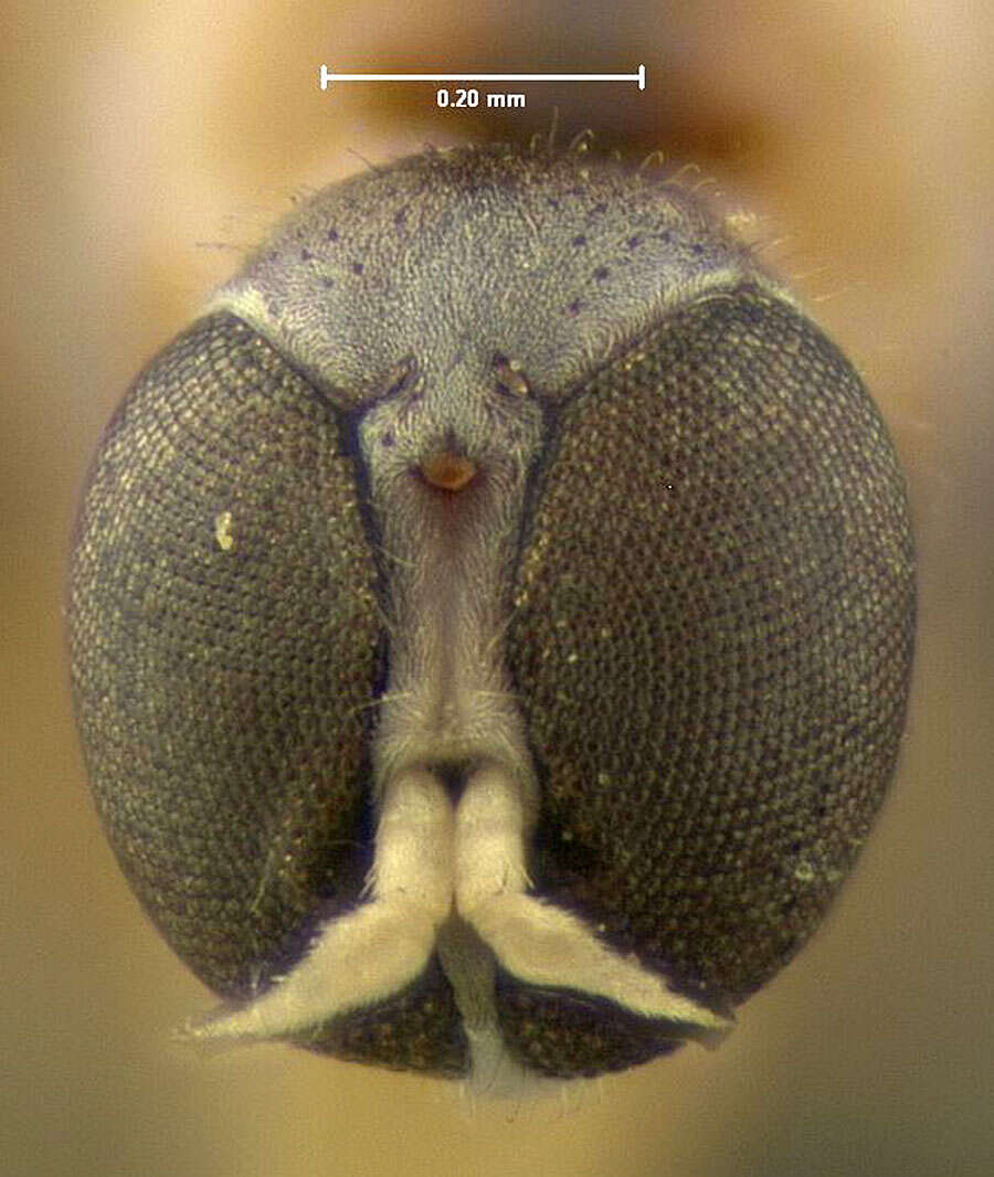 Image of Hemerodromia vittata Loew 1862