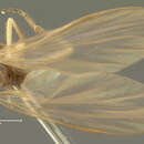 Image of Hilara macroptera Loew 1863