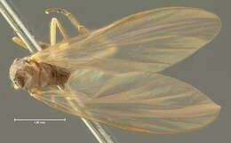 Image of Hilara macroptera Loew 1863