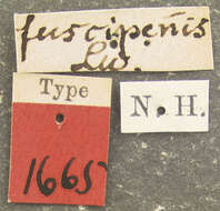 Image of Clinocera fuscipennis Loew 1876