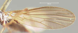 Image of Clinocera fuscipennis Loew 1876