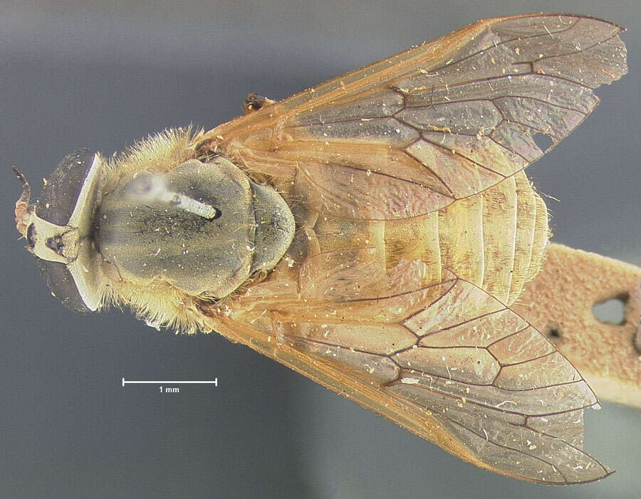 صورة Silvius gigantulus (Loew 1872)