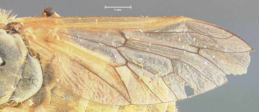 صورة Silvius gigantulus (Loew 1872)