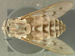 Imagem de Tabanus cymatophorus Osten Sacken 1876