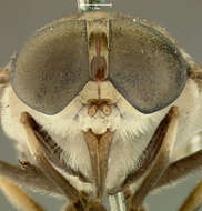 Imagem de Tabanus cymatophorus Osten Sacken 1876