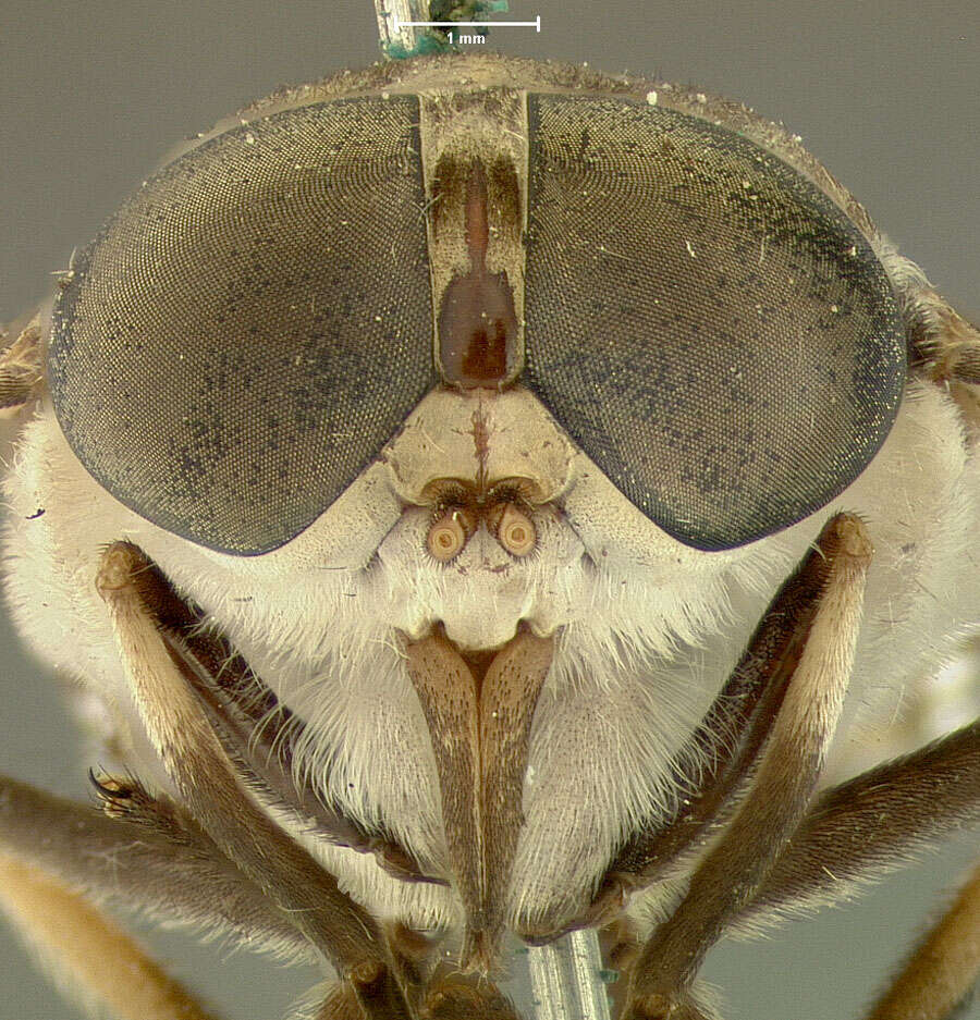 Imagem de Tabanus cymatophorus Osten Sacken 1876