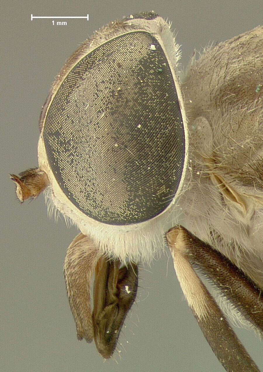 Imagem de Tabanus cymatophorus Osten Sacken 1876