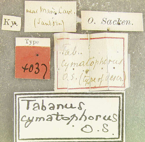 Imagem de Tabanus cymatophorus Osten Sacken 1876