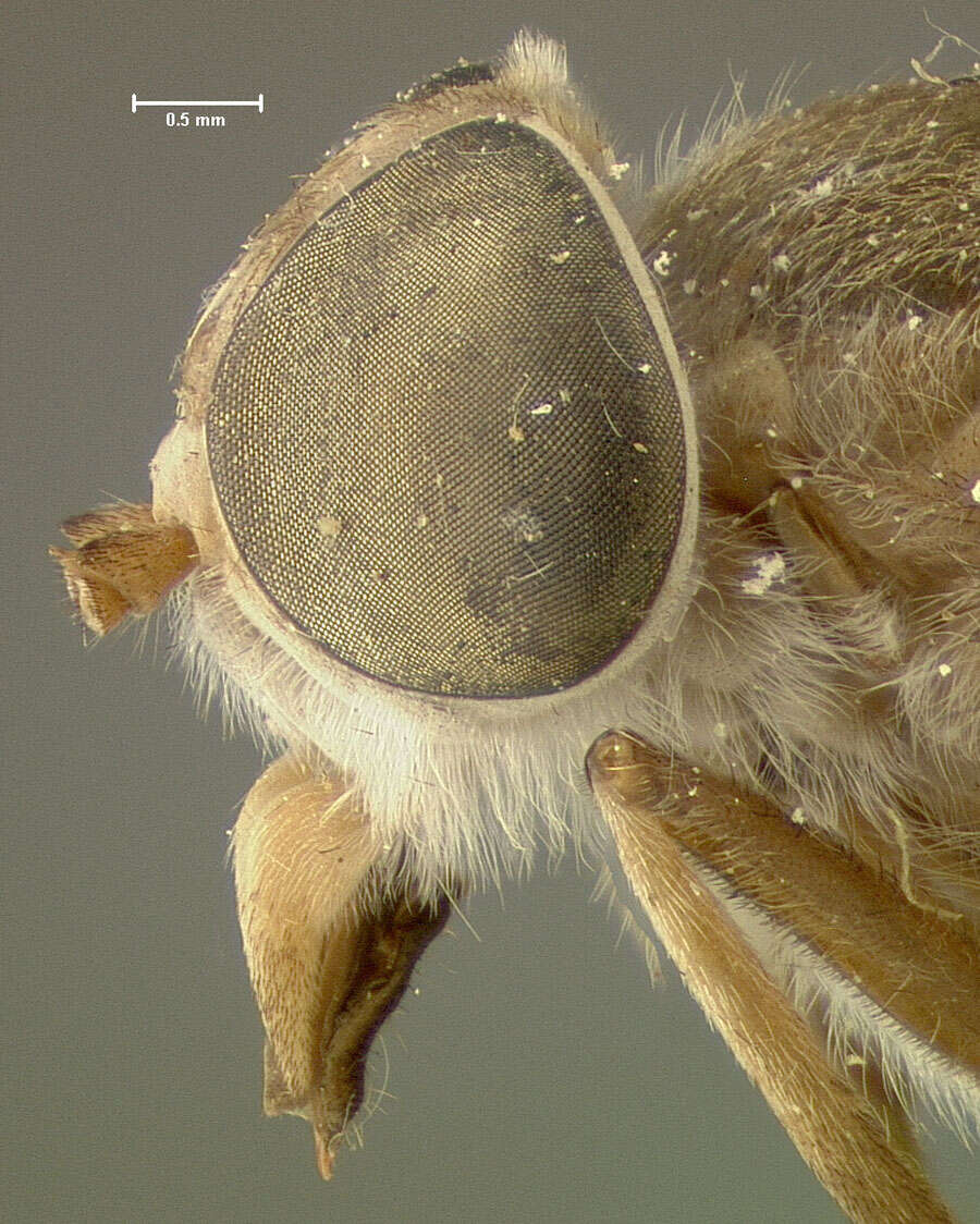 Imagem de Tabanus marginalis Fabricius 1805