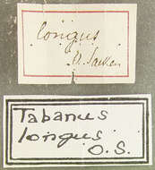 صورة Tabanus longus Osten Sacken 1876