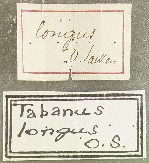 صورة Tabanus longus Osten Sacken 1876