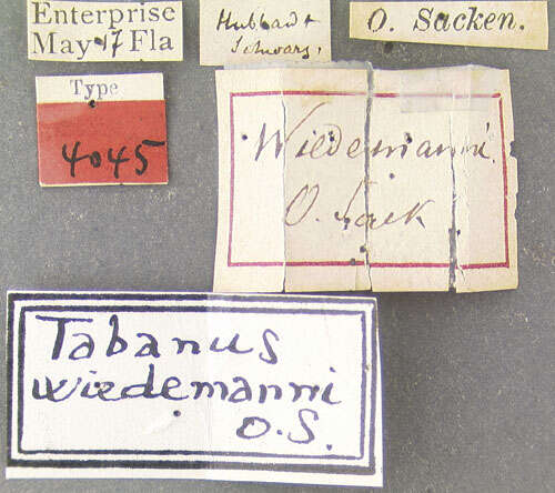 صورة Tabanus wiedemanni Osten Sacken 1876