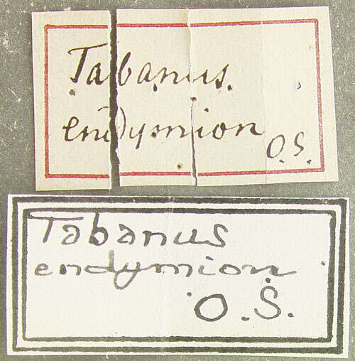 Plancia ëd Tabanus endymion Osten Sacken 1878