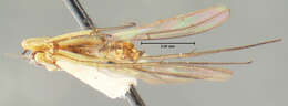 Image of Mycomya bicolor (Dziedzicki 1885)